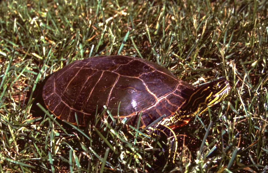 Painted Box Turtle Chrysemys picta Photograph by Rory Cubel - Fine Art ...