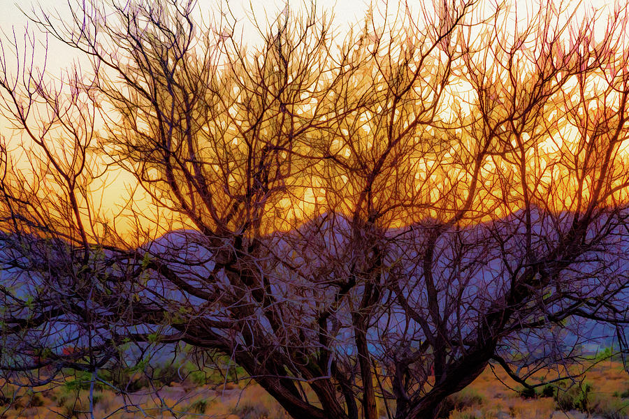 Painted Branches of a Desert Tree at Sunset Digital Art by Bonnie Follett