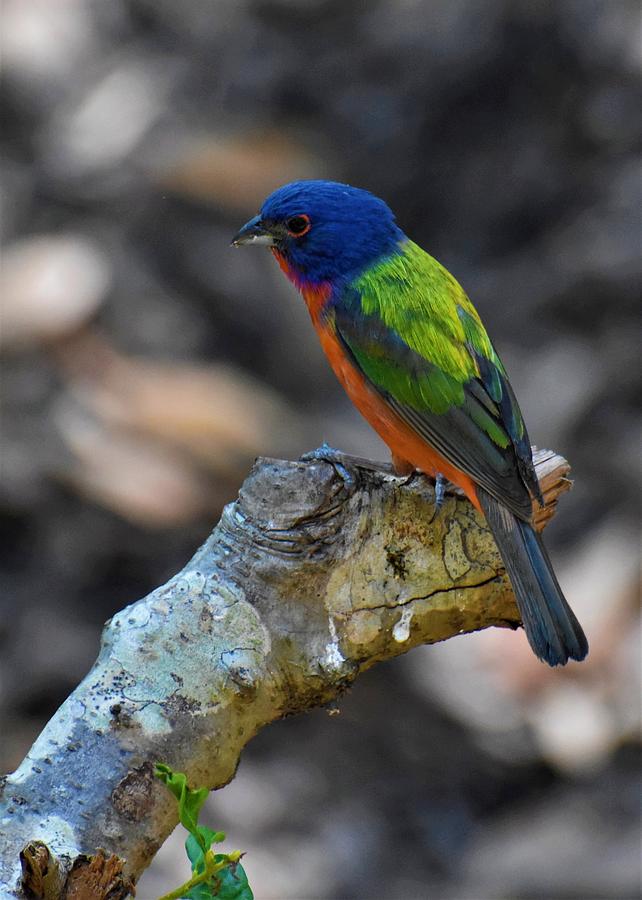 Painted Bunting #1 Photograph by Chip Gilbert