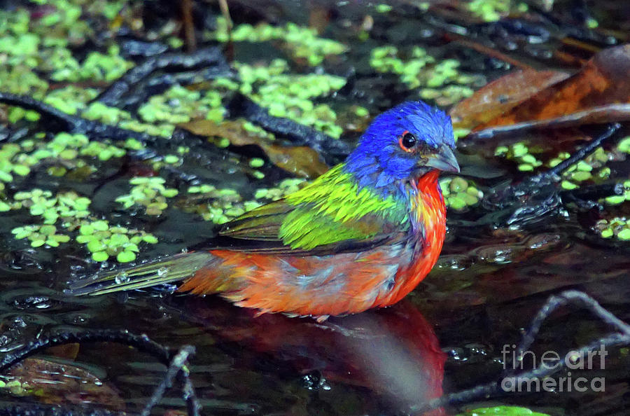 Bunting Photograph - Painted Bunting After Bath by Larry Nieland