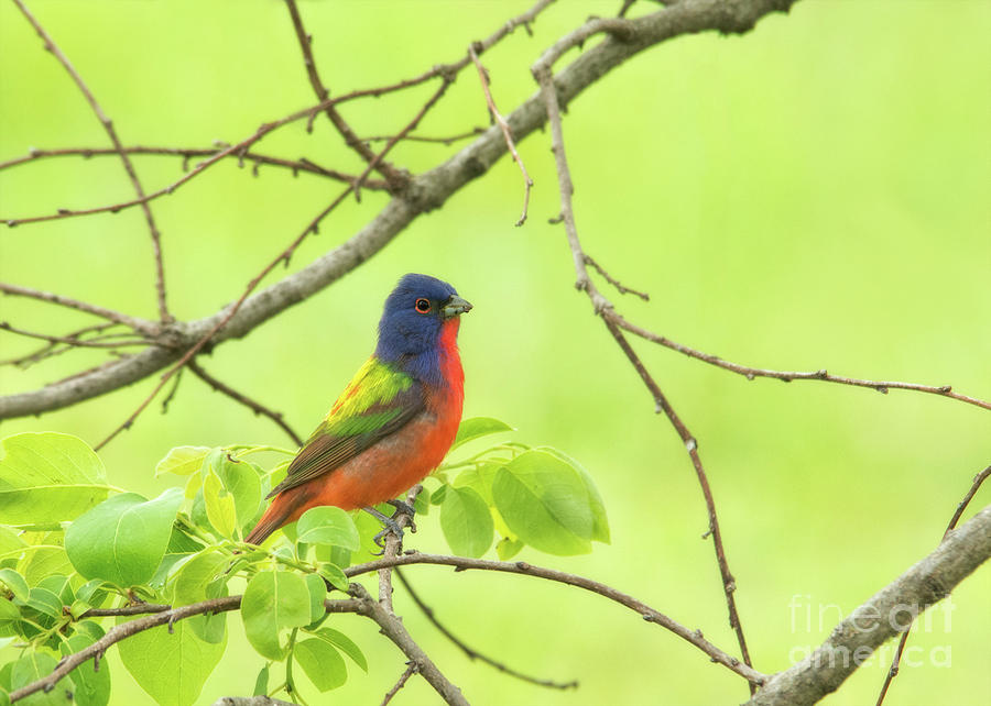 Painted Bunting by Mother Nature Photograph by Sari ONeal
