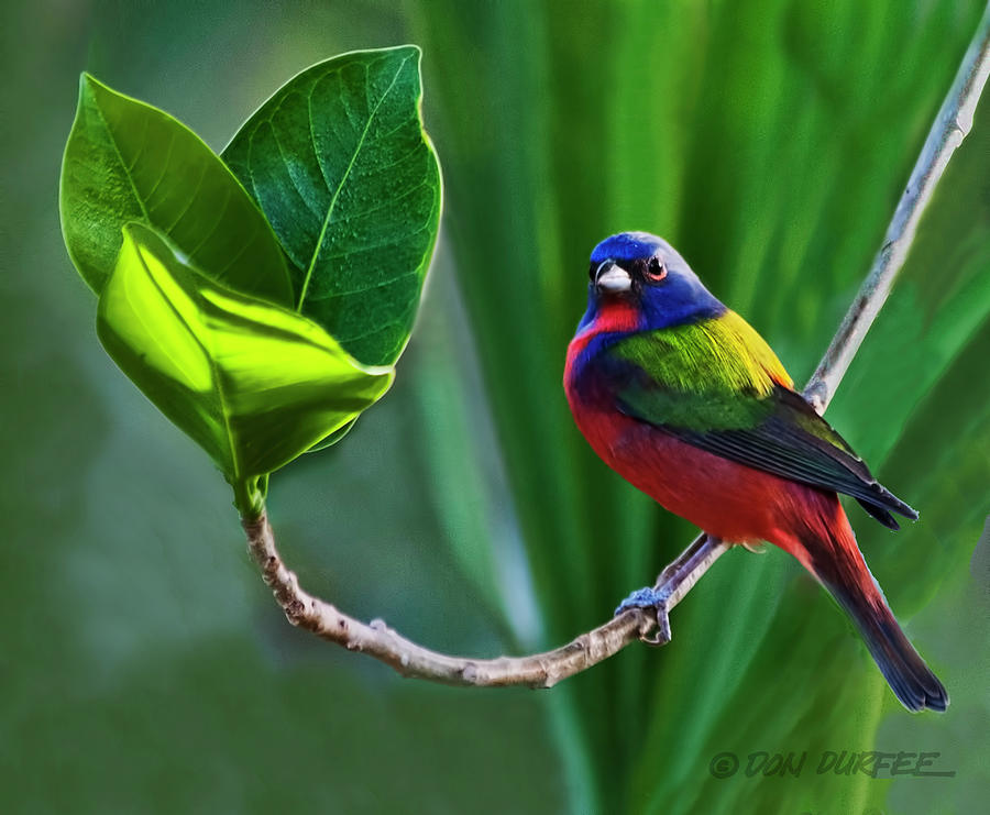 Painted Bunting Photograph by Don Durfee