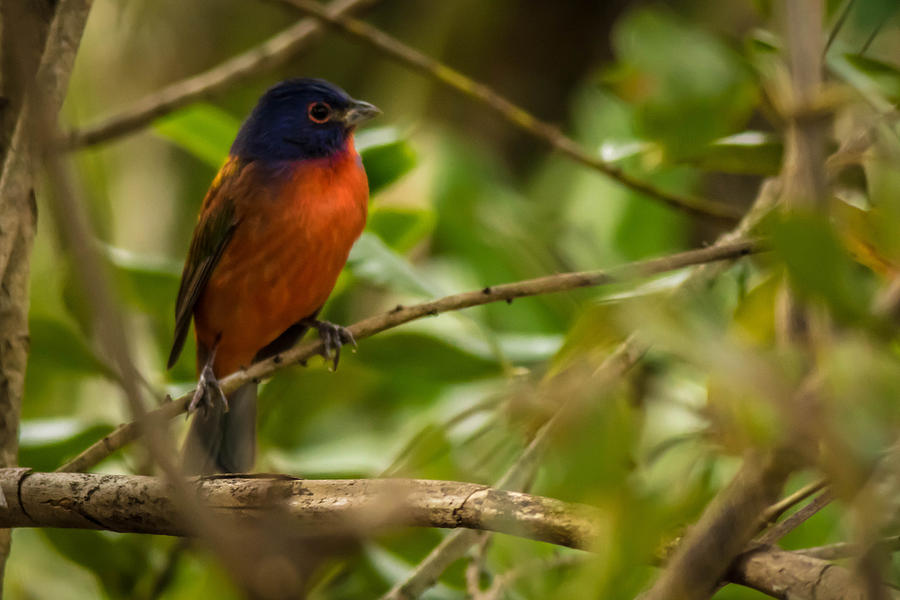 Painted Bunting Photograph by George Kenhan