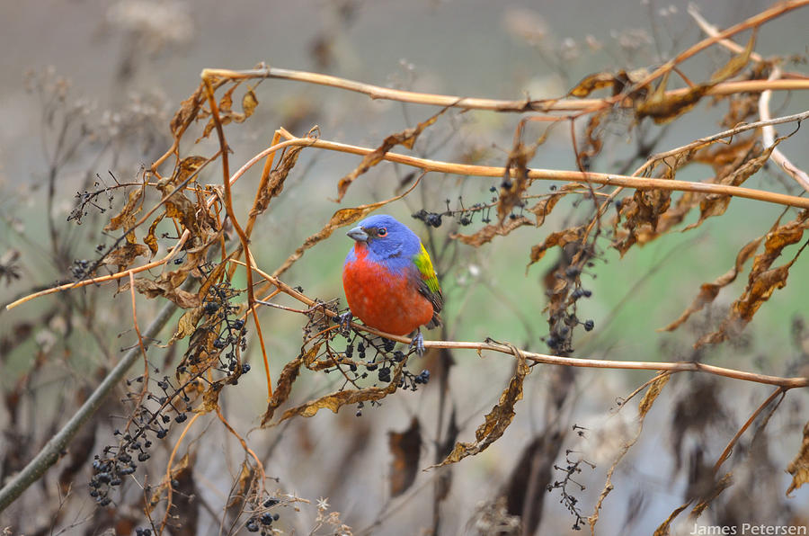 Painted Bunting Photograph by James Petersen