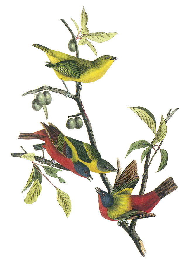 John James Audubon Painting - Painted Bunting by John James Audubon