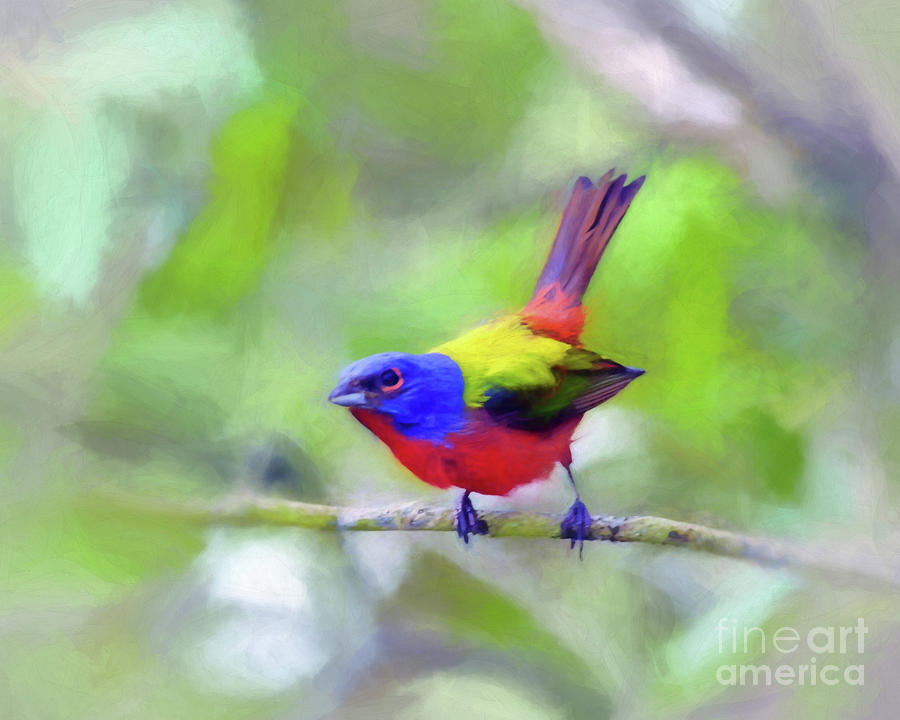 Painted Bunting Photograph by Kerri Farley