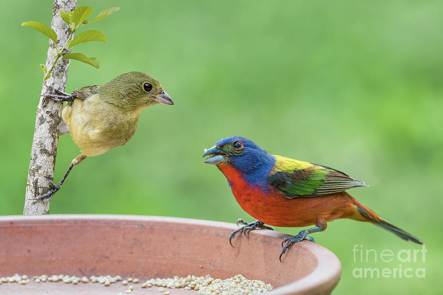 Painted Bunting Male and Female Photograph by Bonnie Barry