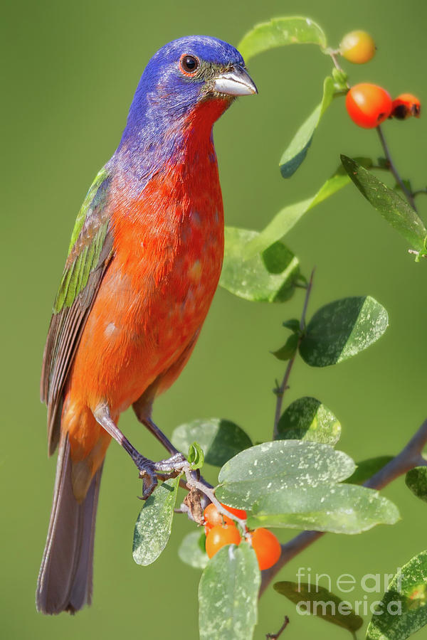 Painted Bunting on Sprig Photograph by Jerry Fornarotto