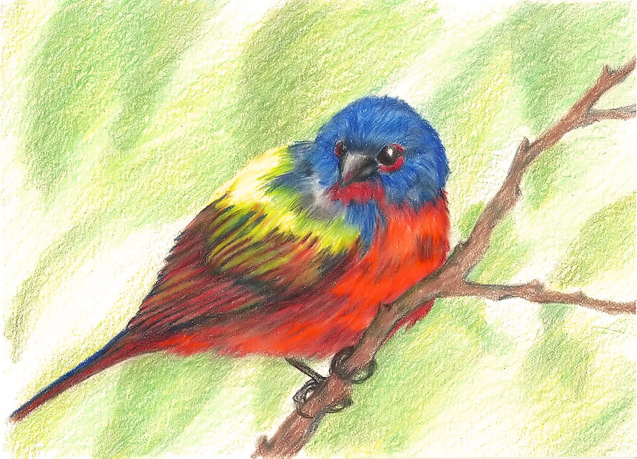 Bird Drawing - Painted Bunting by Patricia R Moore