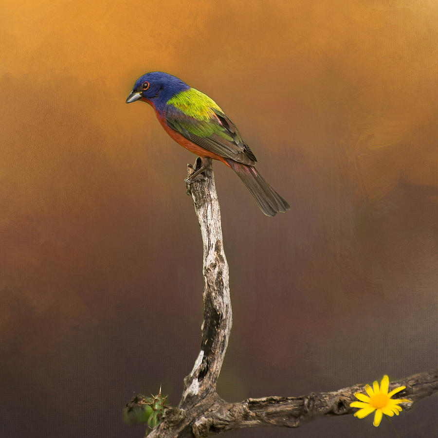 Painted Bunting Photograph by Peggy Blackwell