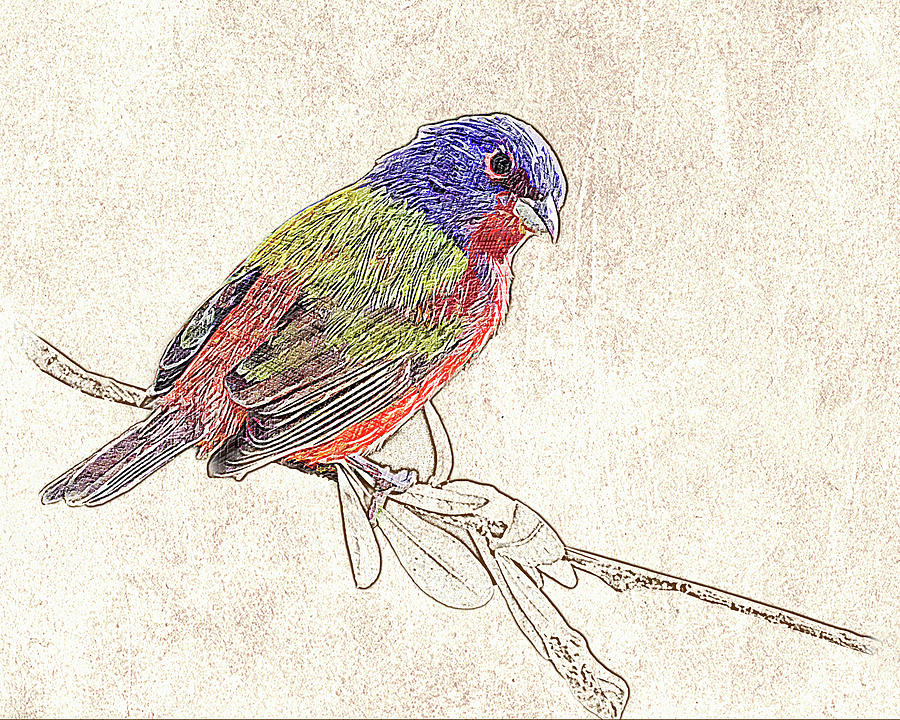 Painted Bunting Photographic Drawing Photograph by Dawn Currie
