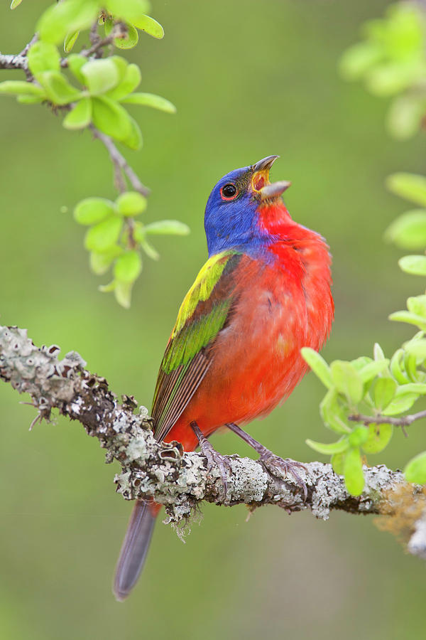 Painted Bunting Singing 2 Photograph by D Robert Franz