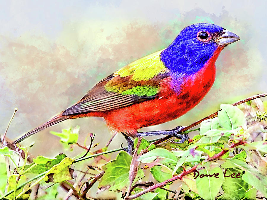 Painted Buntings Incredible Colors Mixed Media by Dave Lee