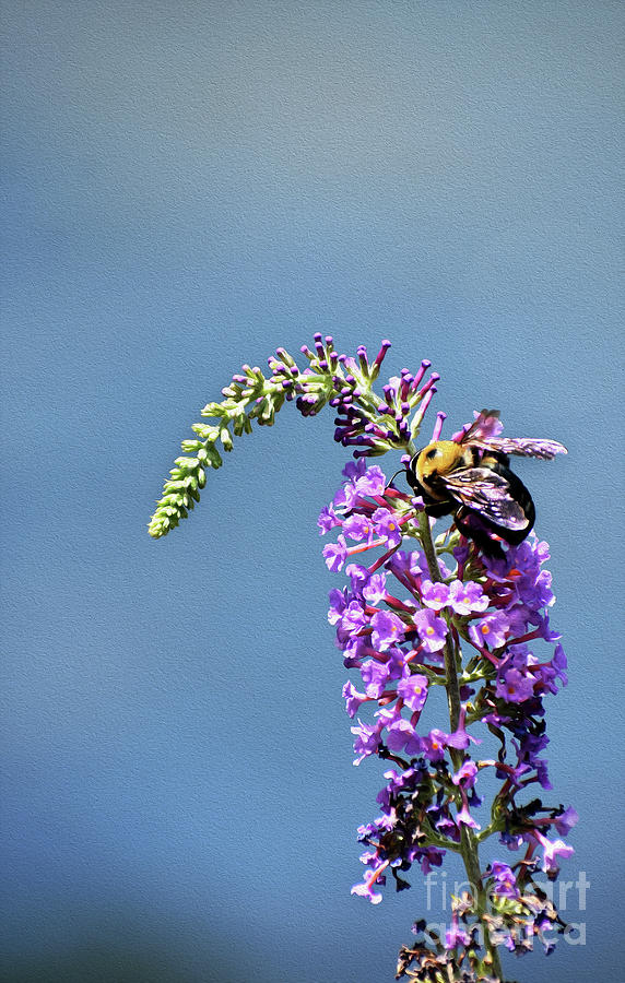 Animal Photograph - Painted Busy As A Bee by Skip Willits