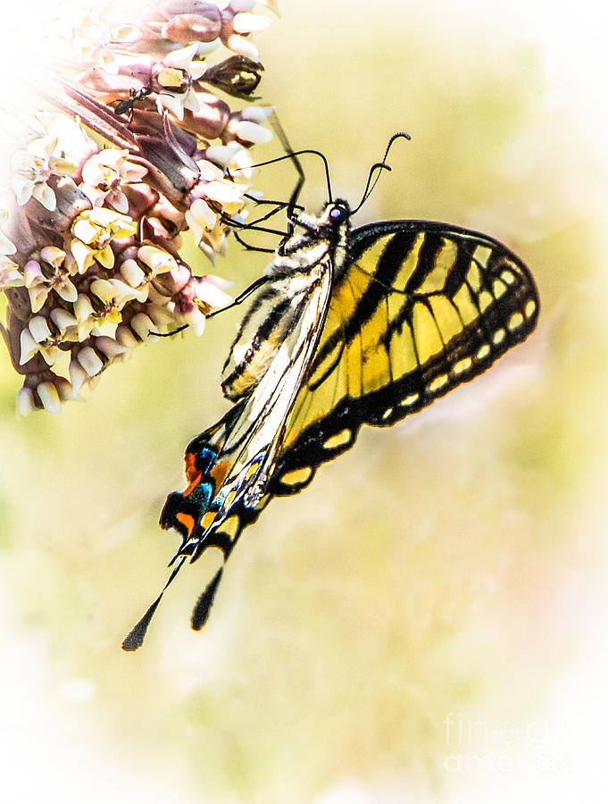 Painted Butterfly Photograph by Grace Grogan