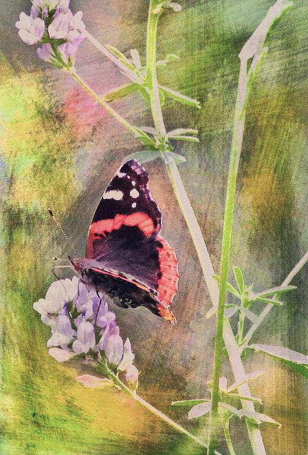 Painted Butterfly Photograph by James Steele