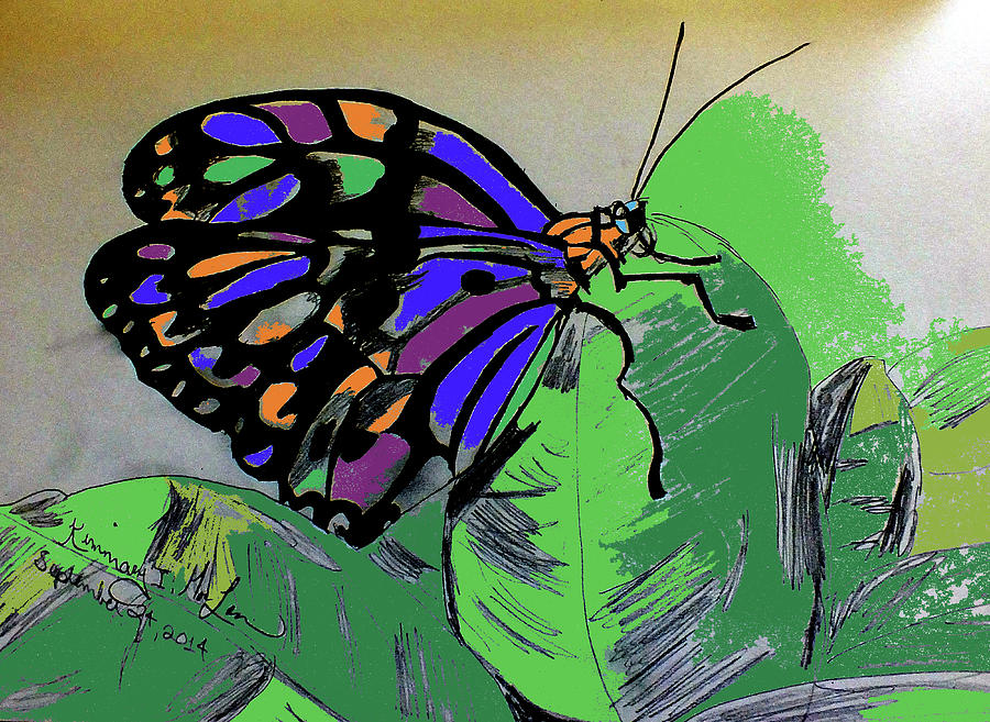 Painted Butterfly Drawing by Kimmary MacLean