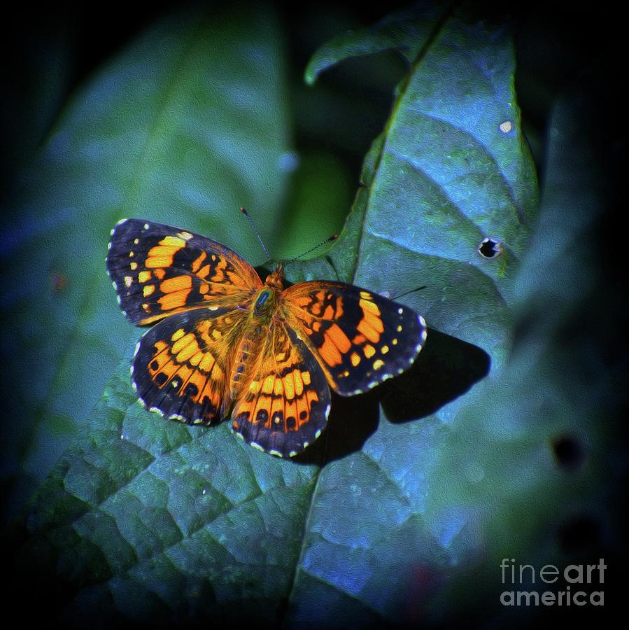 Painted Butterfly Photograph by Skip Willits