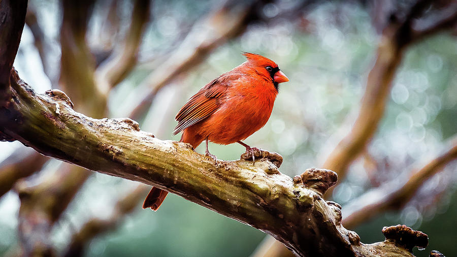 Painted Cardinal Photograph by David Downs