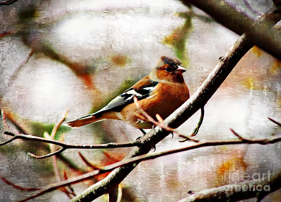 Painted Chaffinch Photograph by Clare Bevan