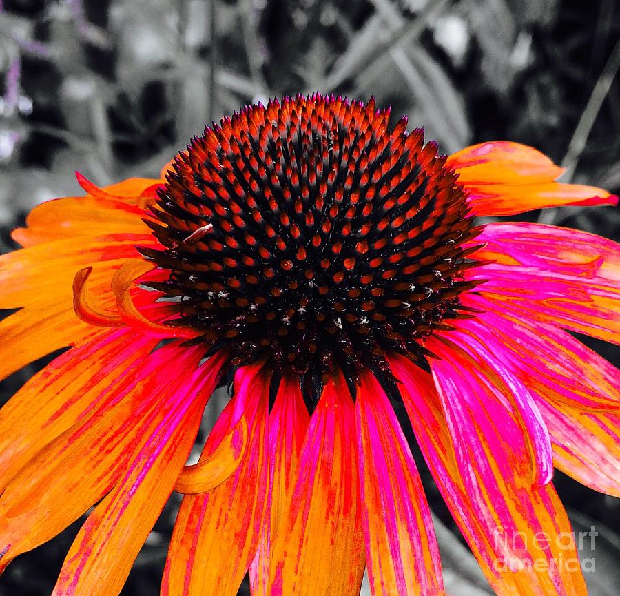 Painted Coneflower Photograph by Onedayoneimage Photography