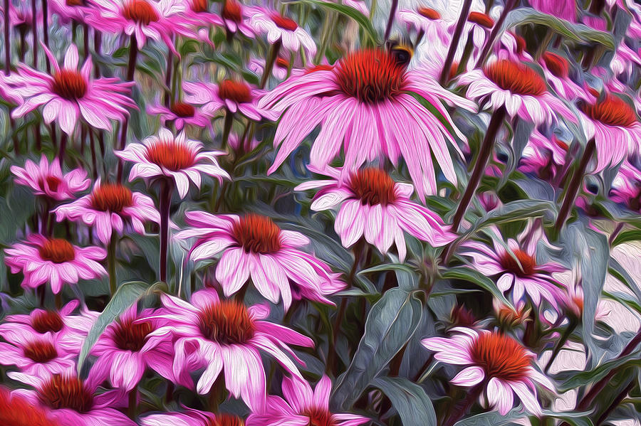 Painted Coneflowers Photograph by Vanessa Thomas