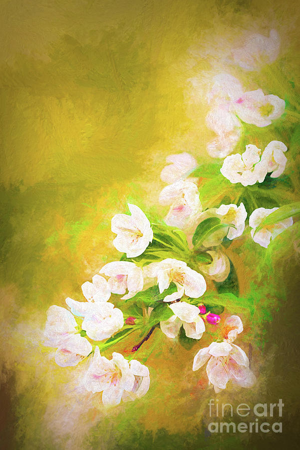 Painted Crabapple Blossoms In The Golden Evening Light Photograph