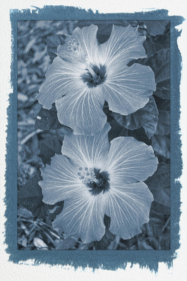 Painted Cyanotype Hibiscus Blooms Vertical Photograph by Aimee L Maher ALM GALLERY