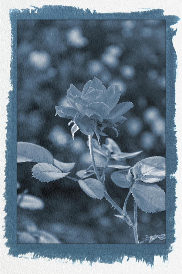 Painted Cyanotype Knockout Rose Vertical Photograph by Aimee L Maher ALM GALLERY
