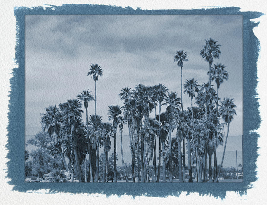 Painted Cyanotype Palm Trees at Encanto Park Photograph by Aimee L Maher ALM GALLERY