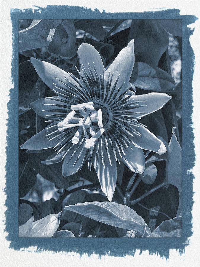 Painted Cyanotype Passion Flower 4 Photograph by Aimee L Maher ALM GALLERY Painted Cyanotype Passion Flower 4 Photograph by Aimee L Maher ALM GALLERY