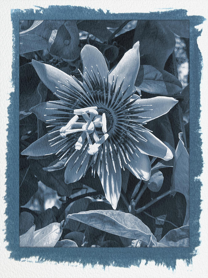 Painted Cyanotype Passion Flower 4 Photograph by Aimee L Maher ALM GALLERY