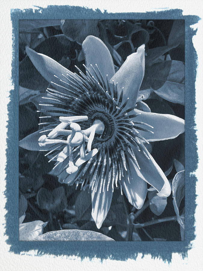 Painted Cyanotype Passion Flower 5 Photograph by Aimee L Maher ALM GALLERY