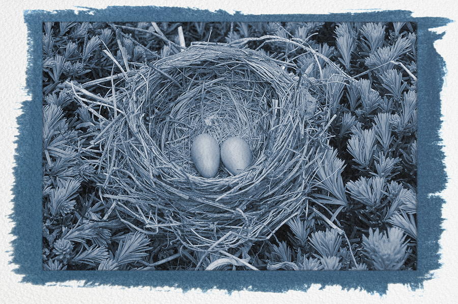 Painted Cyanotype Robins Nest Photograph by Aimee L Maher ALM GALLERY