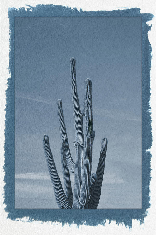 Painted Cyanotype Saguaro Cactus Photograph by Aimee L Maher ALM GALLERY