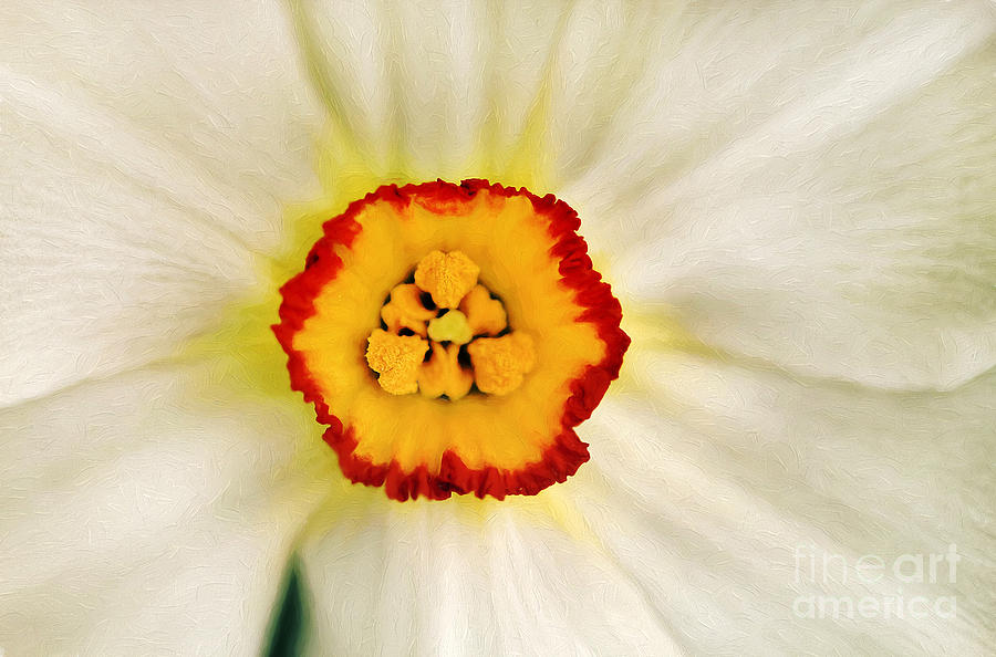 Spring Photograph - Painted Daffodil Macro by Darren Fisher