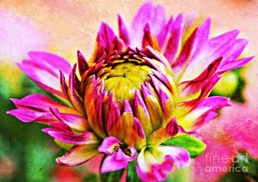 Painted Dahlia Photograph by Clare Bevan