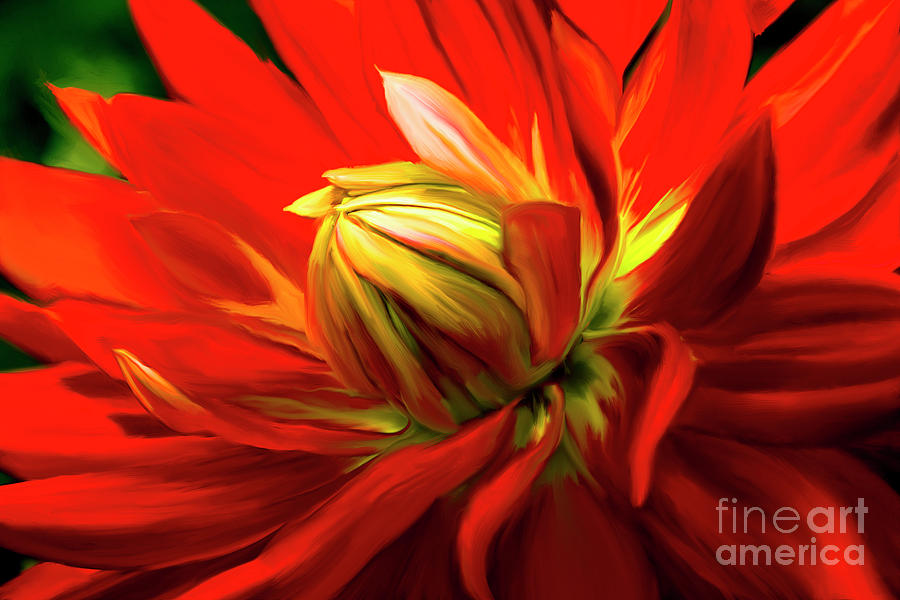 Painted Dahlia In Full Bloom Painting by Sherry Curry