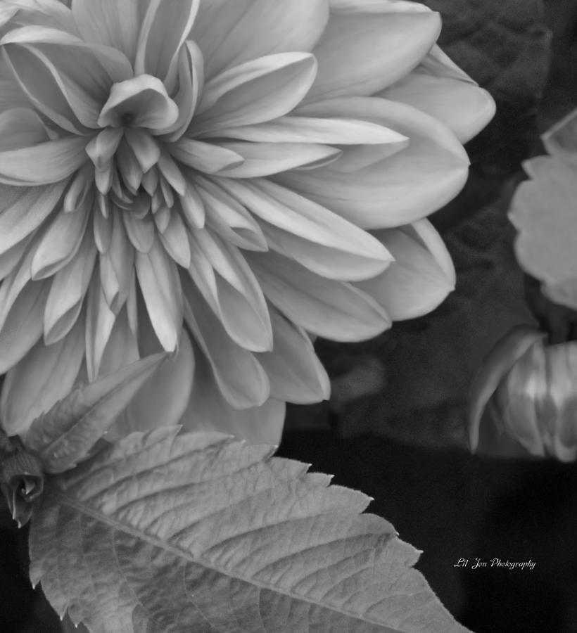 Painted Dahlia Photograph by Jeanette C Landstrom