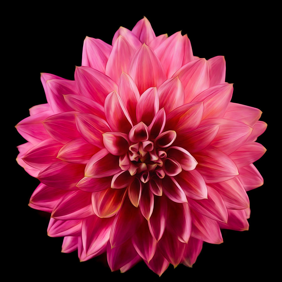 Painted Dahlia Photograph by Mary Jo Allen