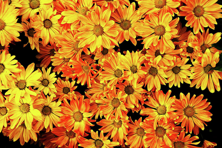 Painted Daisies Photograph by Judy Vincent