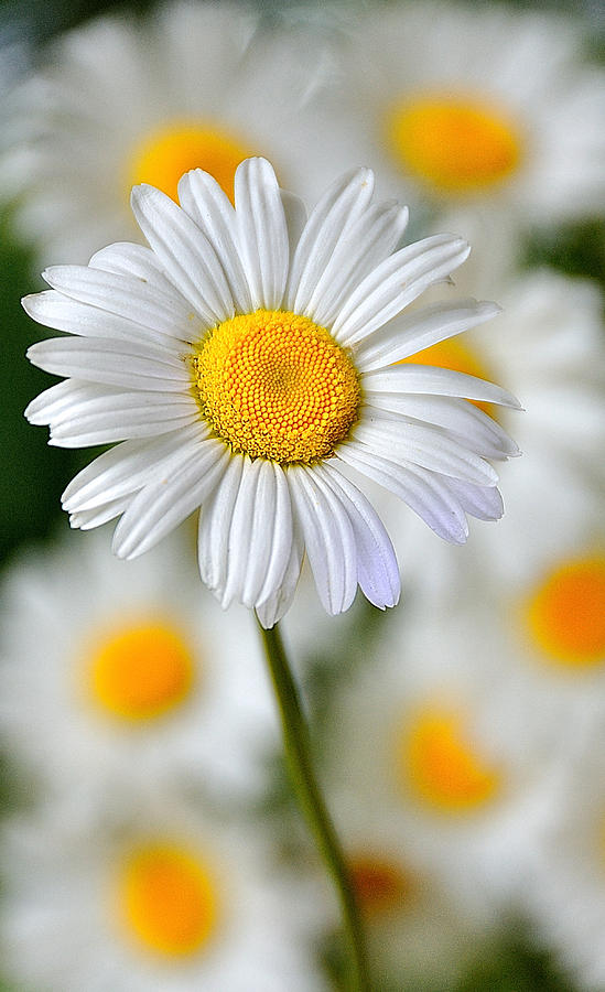 Painted Daisies Photograph by Mark Fuller