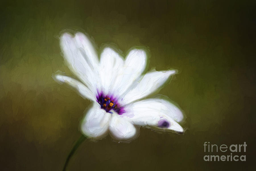 Painted Daisy Photograph by Darren Fisher