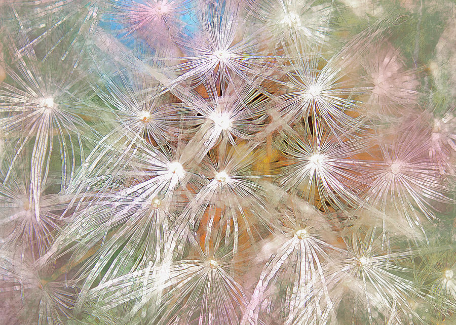 Painted Dandelions Photograph by Hal Halli