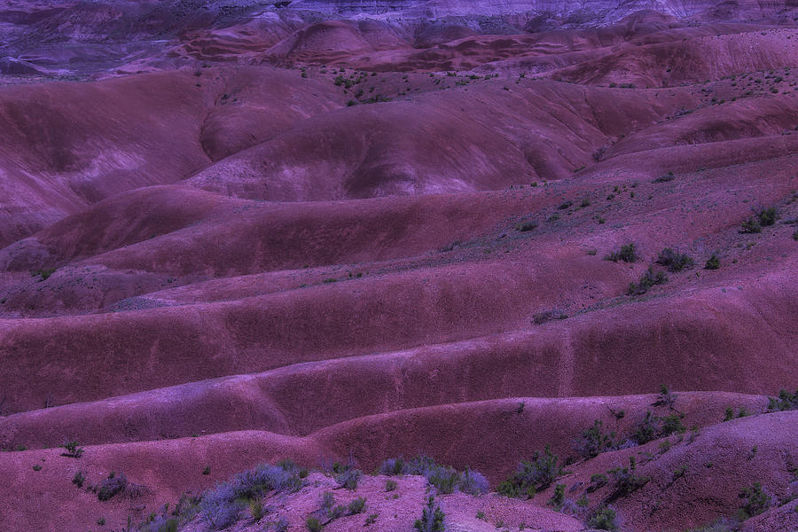 Painted Desert Azorina Photograph by Garry Gay