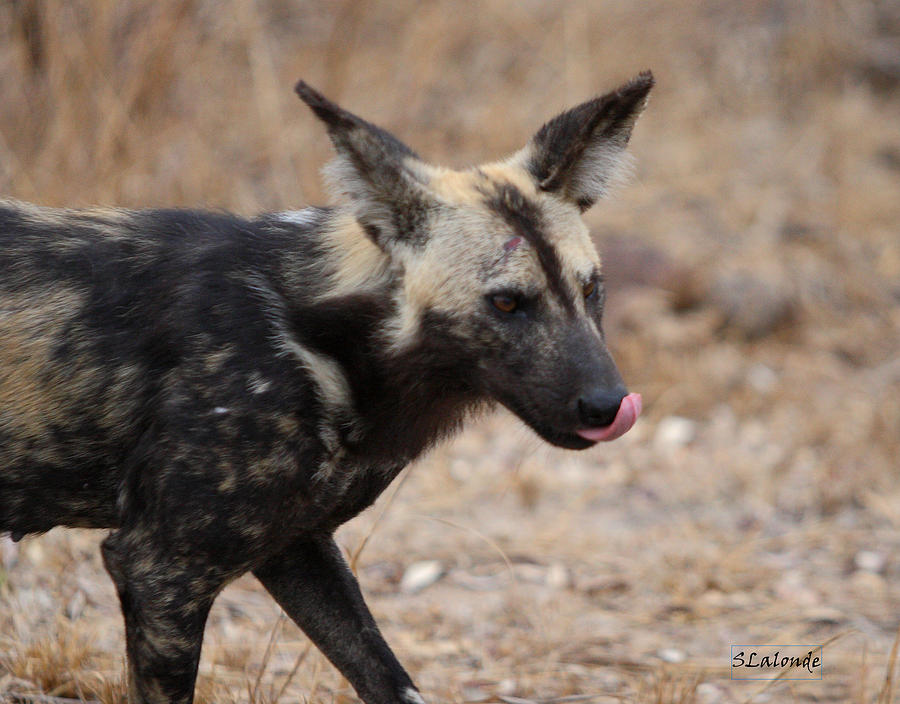 Dog Photograph - Painted Dog by Sarah  Lalonde