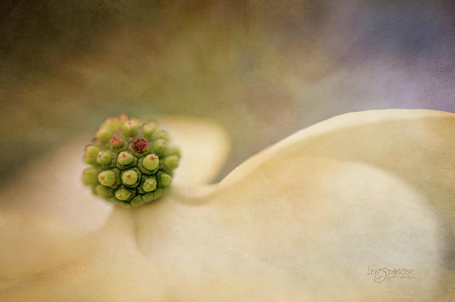 Flowers Photograph - Painted Dogwood by Joy Gerow