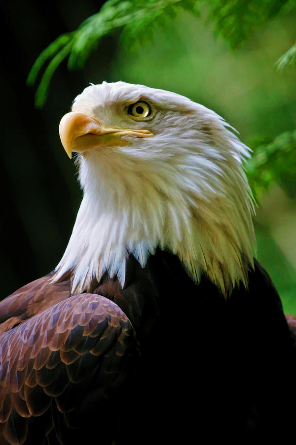 Painted Eagle Photograph by Athena Mckinzie