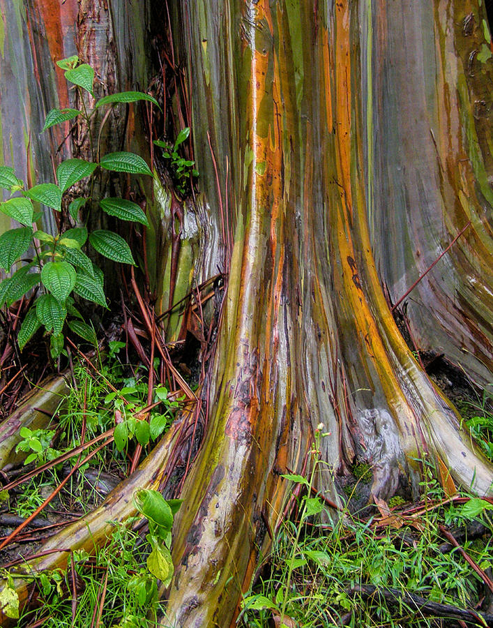 Painted Eucalyptus Photograph by Alana Thrower