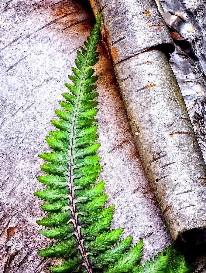 Painted fern by birch Photograph by Peg Runyan